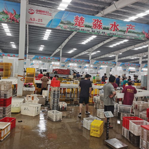 潜江小龙虾楚淼水产7月炮头小龙虾30斤起批发全国可发售